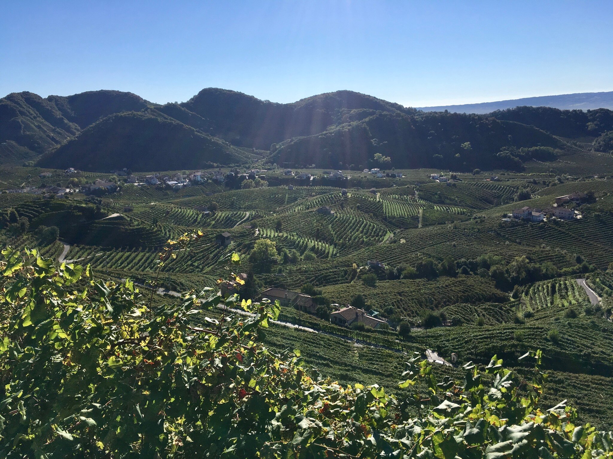 Prosecco Superiore from Cartizze.jpg