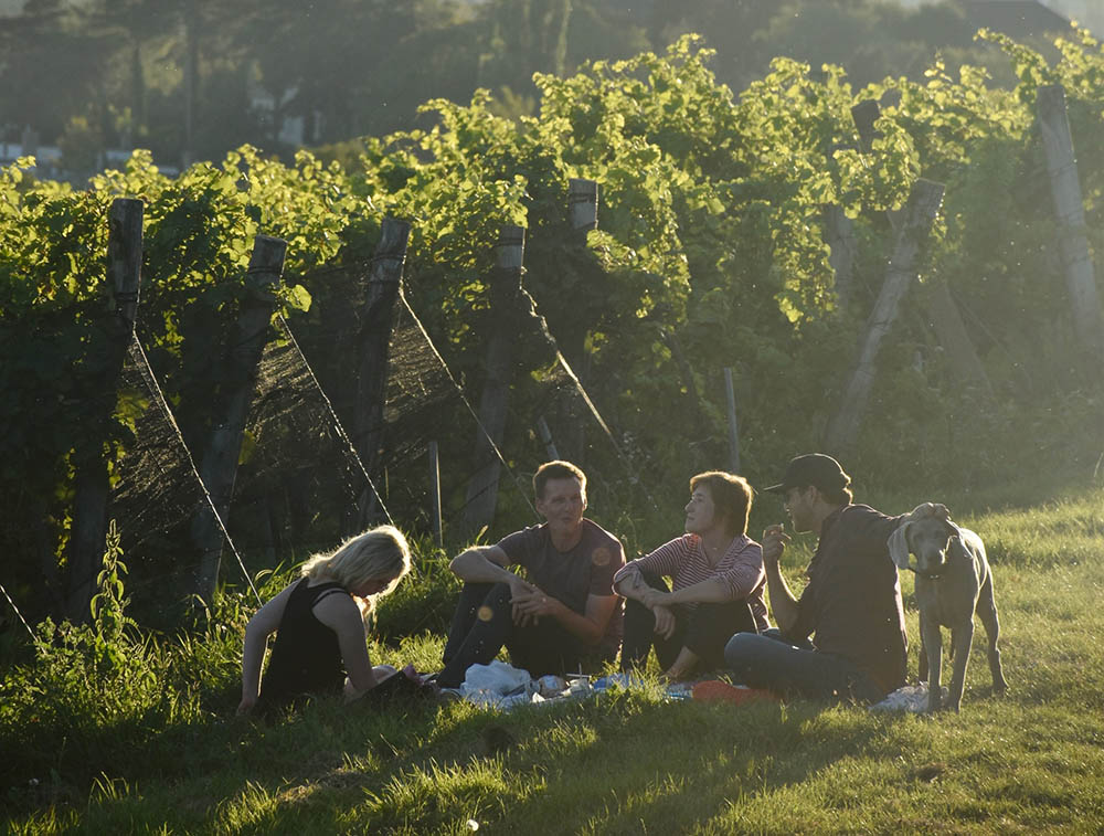 wineyard.jpg