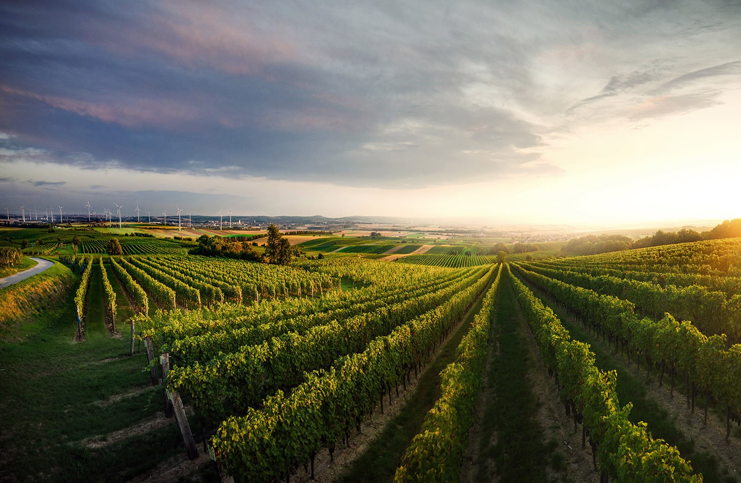 austria vineyards grapes.jpg