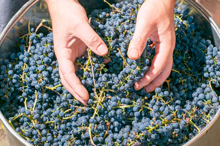 Sustainable Winegrowing.jpg
