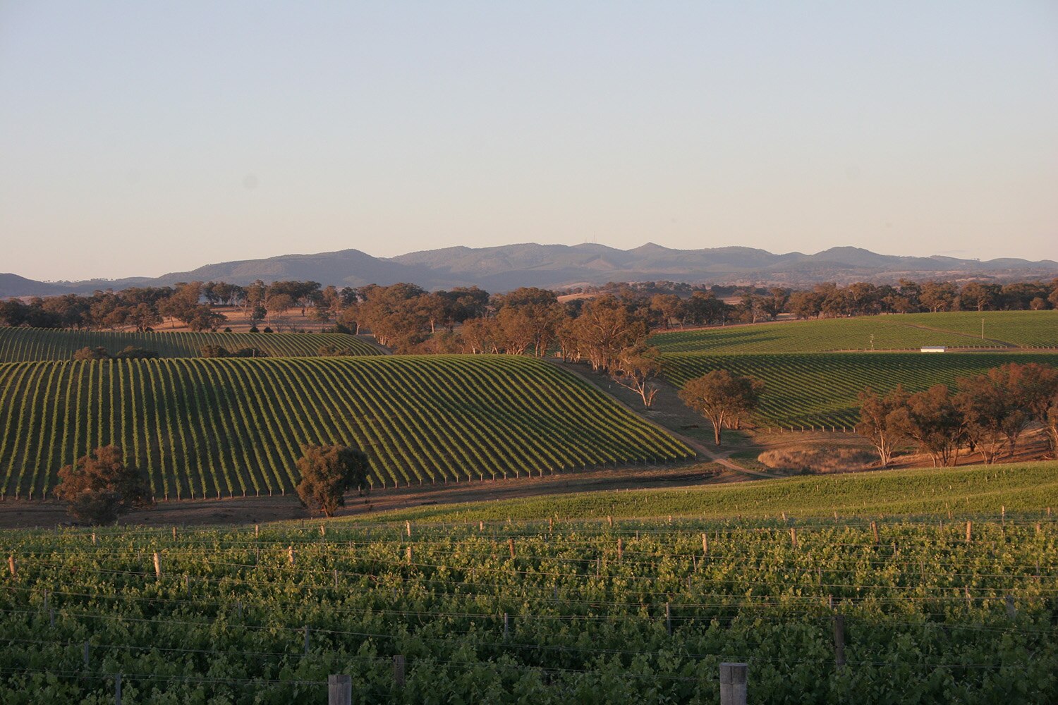 Angullong Vineyard landscape_res.jpg