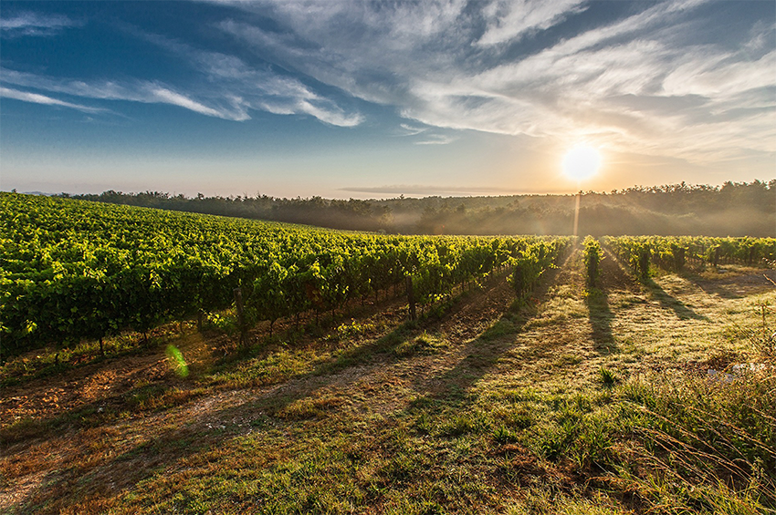climate wine.png